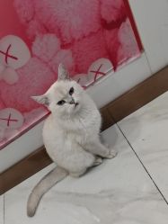 -镁连社·美联社