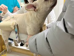 -西安京西宠物医院·瘫痪·疑难杂症