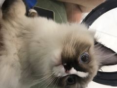 -北京恒爱动物医院(清景园分院)