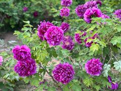 -洛阳郁金香牡丹园