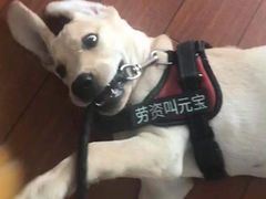 -莘程宠物医院(金山店)