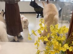 -共舞时光猫咖·狗咖(新街口店)