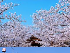 -顾村公园
