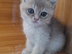 -猫十亿·布偶金渐层·曼基康矮脚猫舍(青年路店)