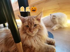 -猫腻·猫咖·撸猫馆(星光大道店)