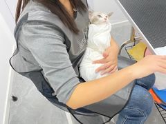 -山宅一喵德文卷毛猫舍
