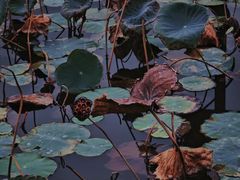 -映月湖公园