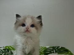 -青奢宠物·青奢猫舍