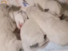 -猫宠乐园·专业洗护