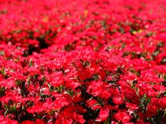 -中国香山·寿香谷