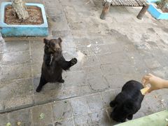 -西霞口神雕山野生动物世界
