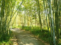 -广东茂名森林公园