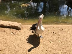 -费瑟代尔野生动物园