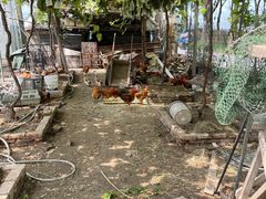 -马陆小张葡萄园农家乐