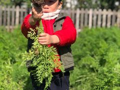 -前小桔亲子创意农场·草莓采摘·露营烧烤