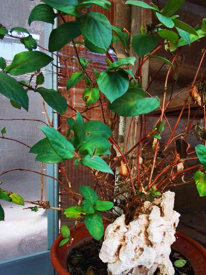 乡村之恋-马武寨驴打滚美食村66号