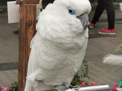 -重庆市江北嘴中央商务区中央公园