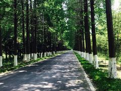 -黄海国家森林公园