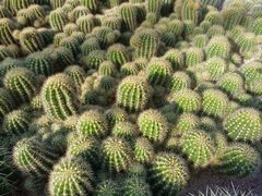 -深圳仙湖植物园