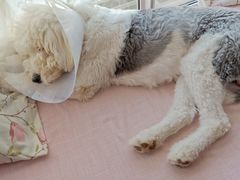 -芭比堂动物医院·犬猫全科·异宠专科(雁塔分院)