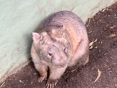 -费瑟代尔野生动物园