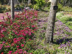 -深圳仙湖植物园