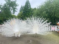 -J Create城市露营咖啡·简餐·宠物(上海动物园店)