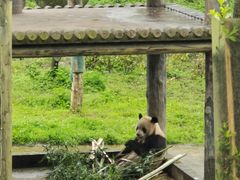 -中国大熊猫保护研究中心雅安碧峰峡基地