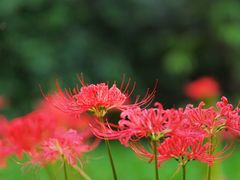 -杭州植物园