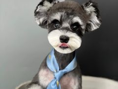 -翊宠yipet猫狗购宠庄园犬舍•猫舍