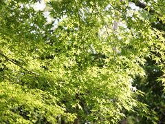 -上海吴淞炮台湾国家湿地公园