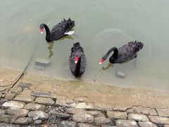 -芭东小镇温泉