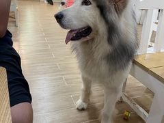 -李小姐の猫咖啡馆(五角场店)