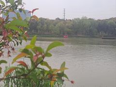 -九科绿洲
