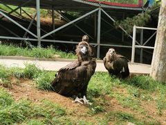 -西霞口神雕山野生动物世界