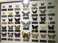 -上海昆虫博物馆