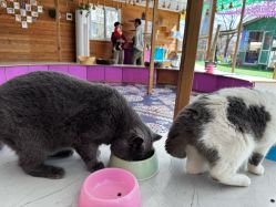 -萌宠亲子动物乐园(槐房万达店)