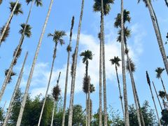-海南槟榔谷黎苗文化旅游区
