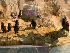 -帝企鹅自助餐厅•儿童岛•真企鹅(长隆企鹅酒店)