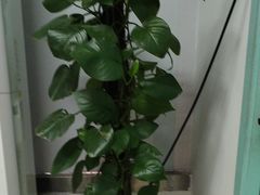 -上海大学附属上海和平眼科医院