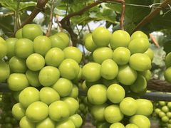 -尚果生态采摘园