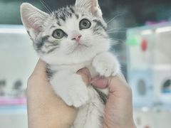 -lincat·猫舍(广州店)
