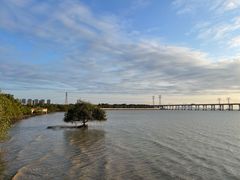 -宝安西湾红树林湿地公园