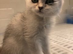 -lincat·猫舍(广州店)