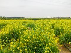 -长洲岛