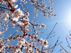 -桃花堤公园