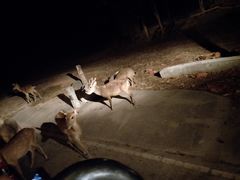 -清迈夜间动物园