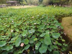 -沐仙湖湿地公园