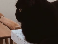 -滚猫咖啡·猫咖·猫友好撸猫(未来城店)