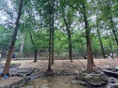 -白水寺森林公园